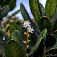 Symplocos cordifolia Thwaites